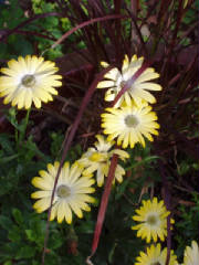 Scenery/Junegardensbeginweb0118.JPG
