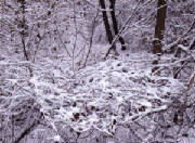 Scenery/Nov2518.JPG