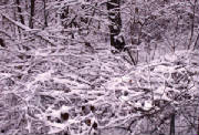 Scenery/Nov2518.JPG