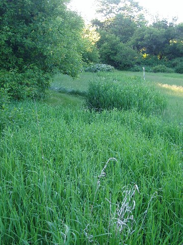 Scenery/Junegardensbeginweb0123.JPG