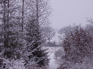 Scenery/WintertreesWeb.jpg