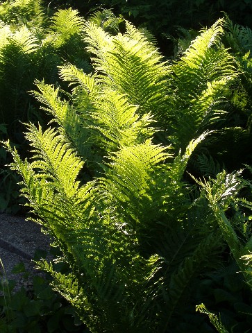 Scenery/ferns2.jpg