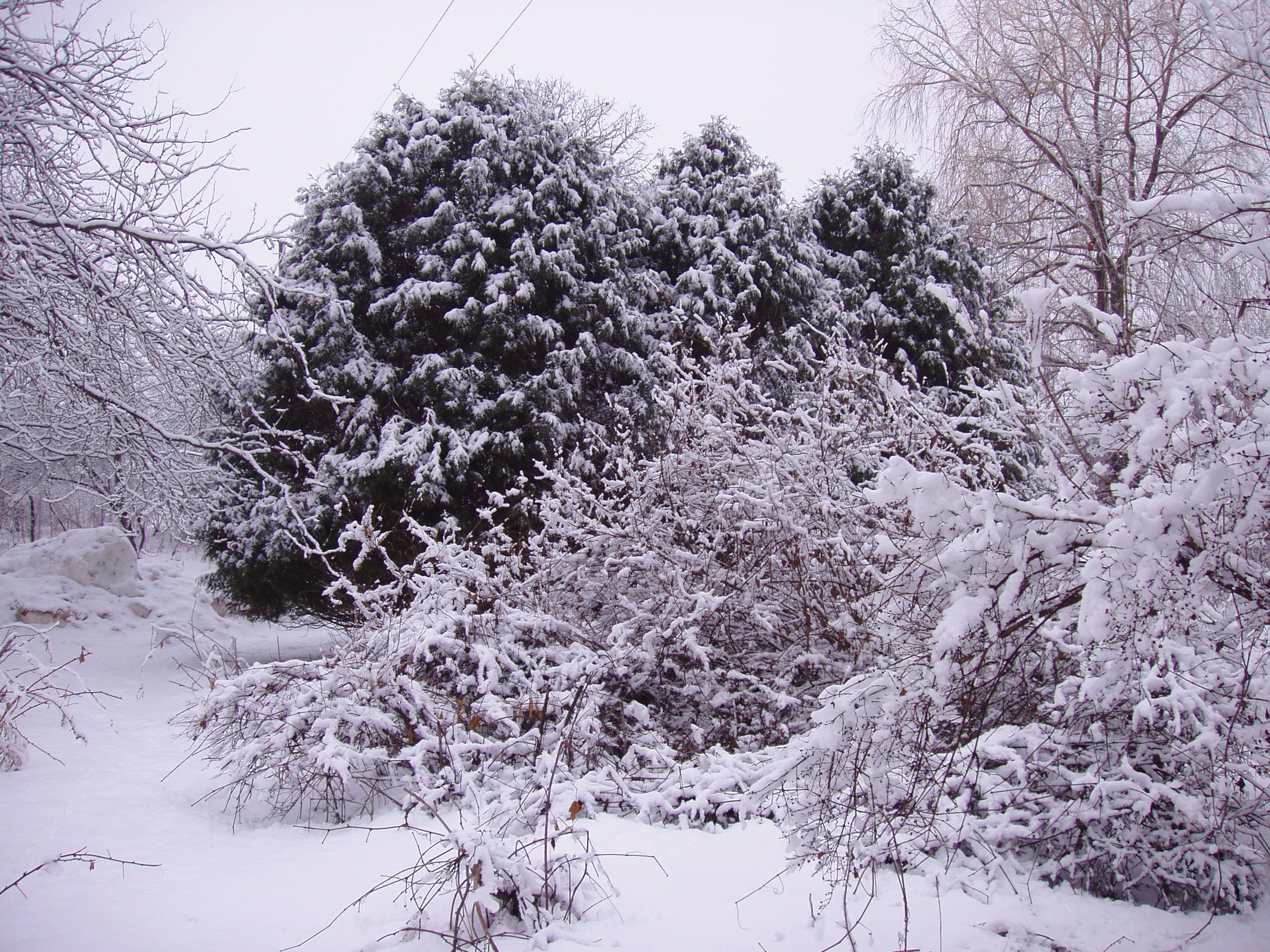 webassets/Wintertrees.JPG