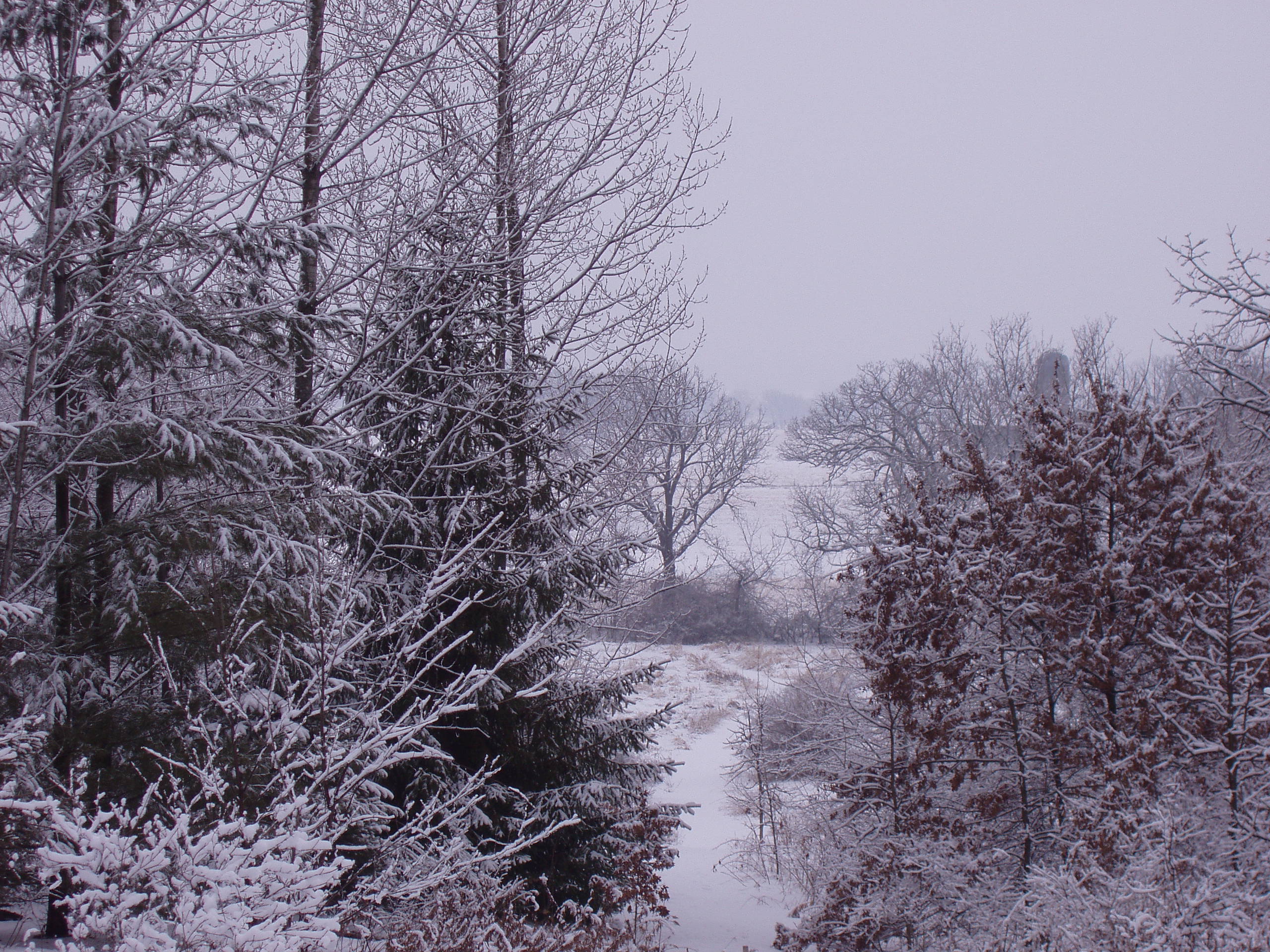 webassets/Wintertrees.JPG