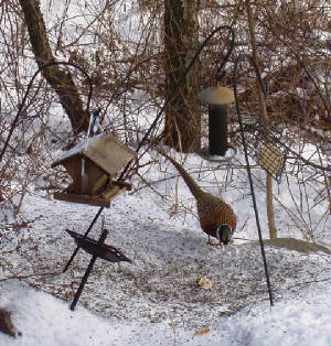 workshops/Pheasantfeeder.JPG