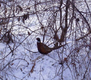 workshops/pheasantvisit.JPG